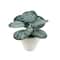 Assorted Micro Plant, 1pc. by Ashland®